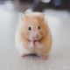 image of hamster