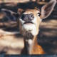 image of deer